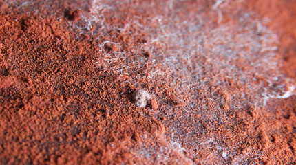 Close-up of white mould on chocolate.Fungus on cocoa powder.Texture.
