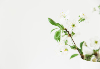 White flowering branch.White background.Copy space.Minimalist style.