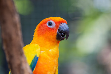 Beautiful parrot bird, Sun Conure on tree branch. Colorful portrait bird. sun conure, is a medium-sized, vibrantly colored parrot native to northeastern South America