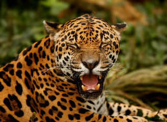 Fototapeta na wymiar jaguar (Panthera onca)