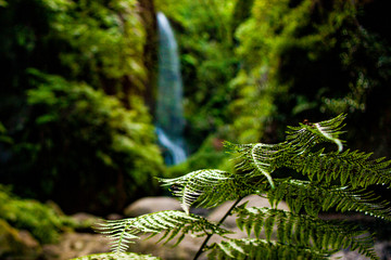 La Palma