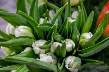 White  tulips close up.  Beautiful violet floral background. Concept of holiday, presents, flower shop.