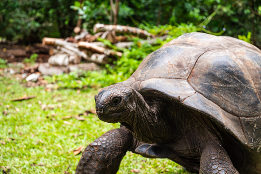 Giant turtles of Seychelles islands in natural resort