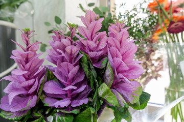 Close up of purple flowers, selective focus. Floral background.