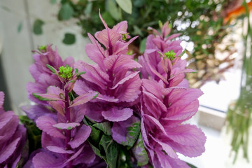 Close up of purple flowers, selective focus. Floral background.