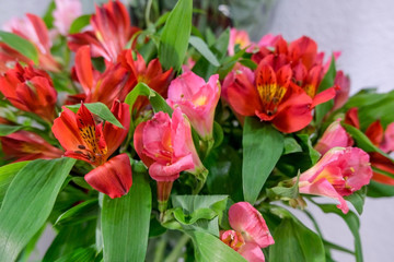 Peruvian composition of flowers. Close up of flowers.Beautiful floral background.Selective focus.