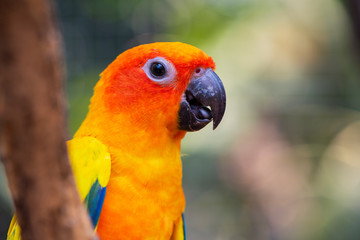 Beautiful parrot bird, Sun Conure on tree branch. Colorful portrait bird. sun conure, is a medium-sized, vibrantly colored parrot native to northeastern South America