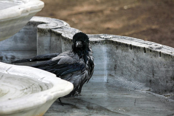A black crow in a fountain