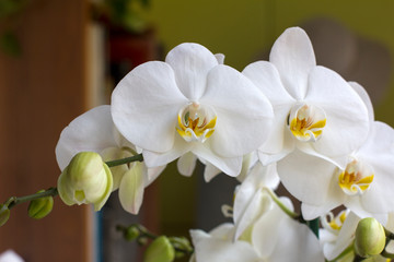 Naklejka na ściany i meble White orchids close-up photography
