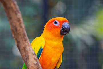 Beautiful parrot bird, Sun Conure on tree branch. Colorful portrait bird. sun conure, is a medium-sized, vibrantly colored parrot native to northeastern South America