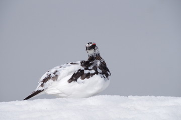 Thunderbird on snow