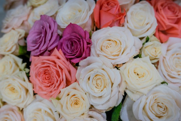 Obraz na płótnie Canvas Mixed roses close-up, floral background.