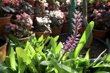 Glass House flower garden 