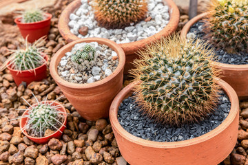 cactus in pot at the garden