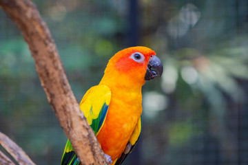 Beautiful parrot bird, Sun Conure on tree branch. Colorful portrait bird. sun conure, is a medium-sized, vibrantly colored parrot native to northeastern South America