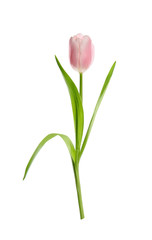 Beautiful spring pink tulip isolated on white