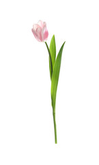 Beautiful spring pink tulip isolated on white