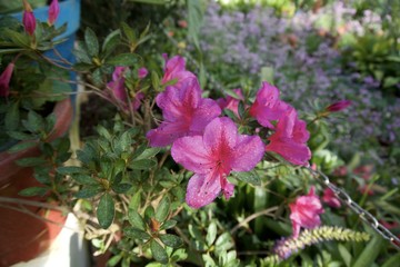 Glass House flower garden 