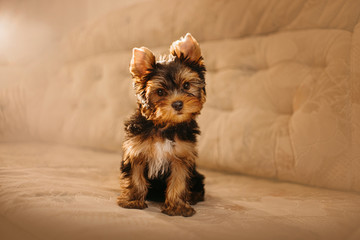 cute yorkshire terrier puppy sitting on a bed indoors