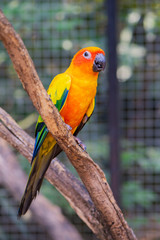 Beautiful parrot bird, Sun Conure on tree branch. Colorful portrait bird. sun conure, is a medium-sized, vibrantly colored parrot native to northeastern South America
