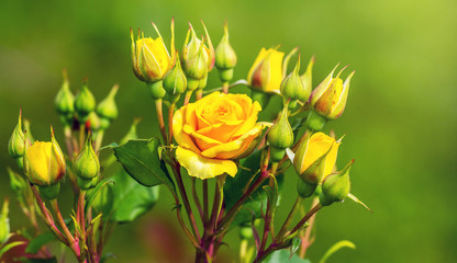 Yellow roses and buds in the garden on a green blurred background_