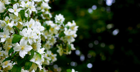 White jasmine flowers in the garden on a dark background_