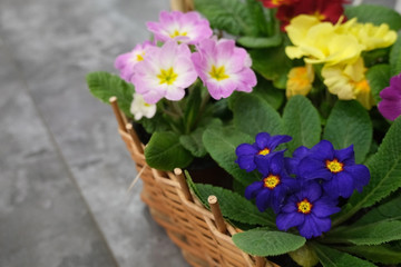 Fototapeta na wymiar Violets in baskets in the flower shop. Selective focus. Concept of gardening and looking after violet flowers.