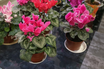 Beautiful fresh flowers in pots, concept of gardening, house planting. Buying plants for home as decor.