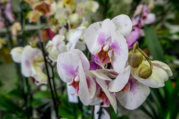 Fototapeta na wymiar Orchid flowers close up. Beautiful floral background. Concept of orchids care at home.