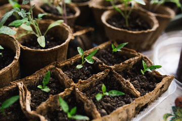 seedlings in peat pots.Baby plants seeding, black hole trays for agricultural seedlings.The spring...