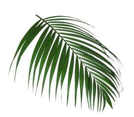 Obraz premium Beautiful lush tropical leaf isolated on white