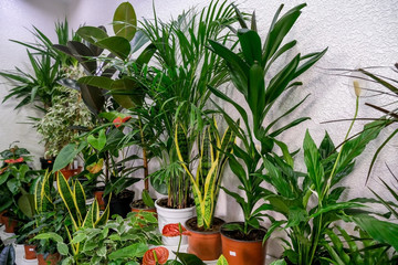 Houseplants in pots, selective focus. Concept of gardening, house planting. Buying plants for home as decor.