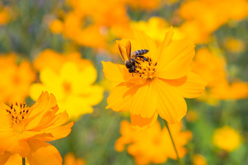 Bees that cling to flowers on a background in the garden