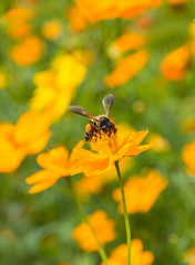 Bees that cling to flowers on a background in the garden