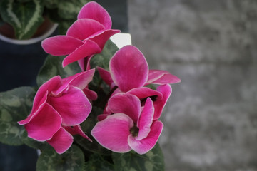 Begonia floral beautiful background. Concept of gardening and house plants.