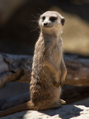 Fototapeta premium meerkat (Suricata suricatta) or suricate