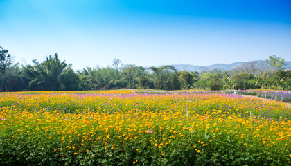 Obraz premium Yellow flowers on a beautiful garden background