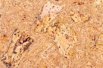 Cork tree texture. Background, blank for design_
