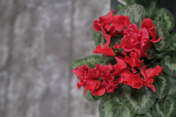 Begonia floral beautiful background. Concept of gardening and house plants.