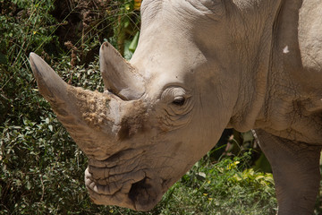 Obraz premium white rhinoceros or square-lipped rhinoceros (Ceratotherium simum)