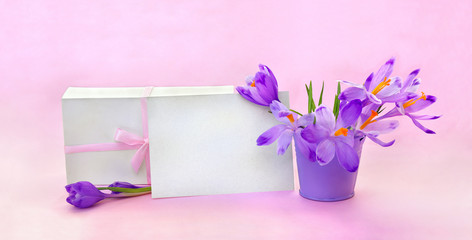 Holiday spring composition, white gift box with pink ribbon and paper blank sheet with space for text and flowers violet crocuses on pink background