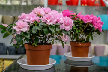 Fototapeta na wymiar Begonia in pots, pink flowers.Concept of gardening and house plants.