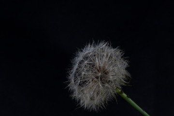 dandelion in black background