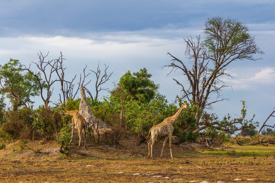 Giraffen