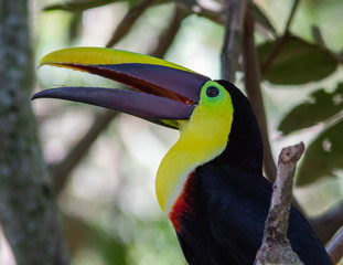 Choco Toucan (Ramphastos brevis) in the colombian jungle
