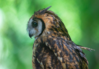 Striped Owl (Pseudoscops clamator)