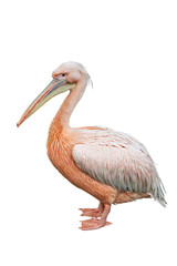 Pink pelican on a white background isolated