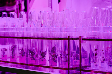 Growing Plants in Test Tubes.