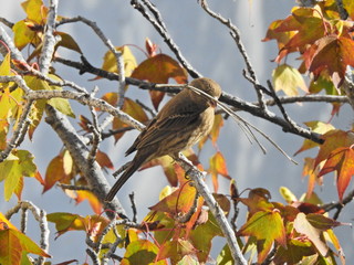 Pequeño pajarito recogiendo ramitas para preparar un nido 