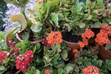 Glass House flower garden 